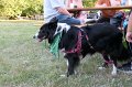 2019-Grillfest-61