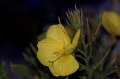 2019-Grillfest-81